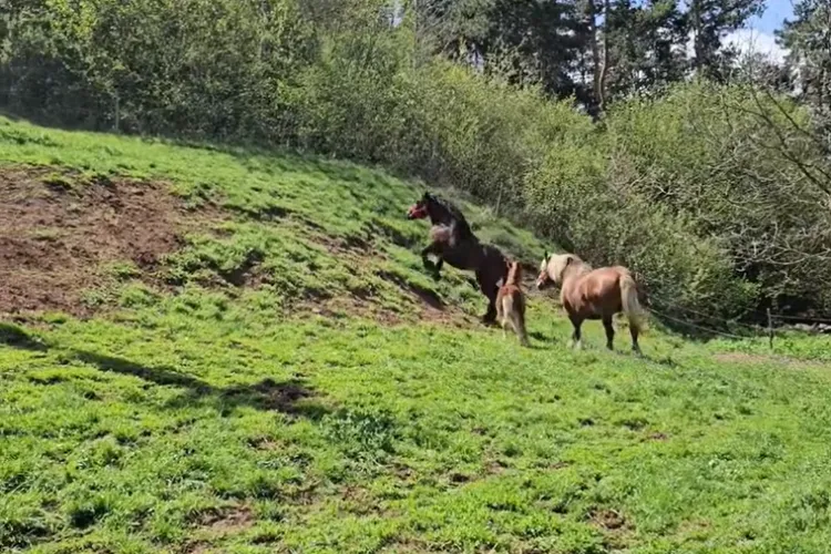 ȘOCANT! Jaf pe timp de noapte la o fermă din Cluj! Două iepe și o mânză, furate din grajd. Proprietarii sunt disperați VIDEO