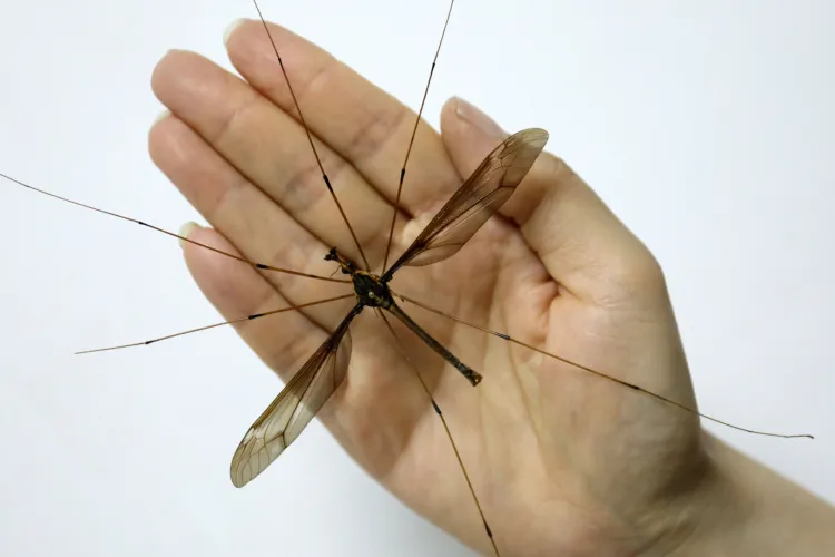 Invazia țânțarilor continuă! La câteva zile după dezinsecție, Clujul e plin de insecte / Oamenii sunt disperați: „Sunt extrem de mulți”