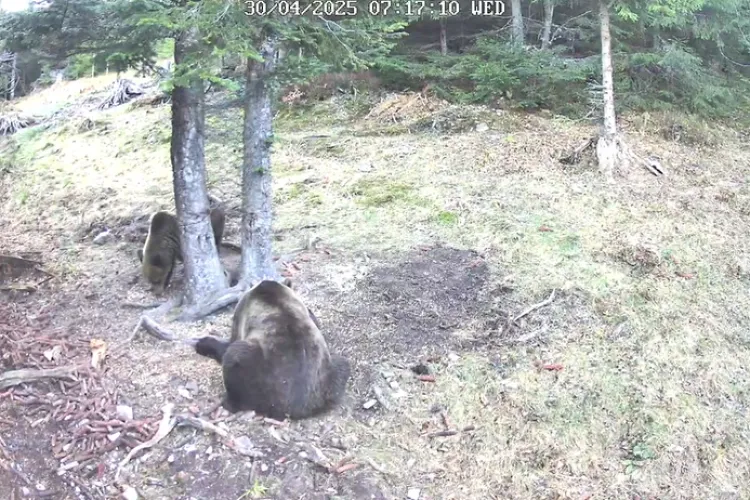 Doi urși adorabili filmați la ora mesei într-o pădure din Cluj: „All you can eat” pare să fi fost sloganul, căci cina s-a transformat în mic dejun VIDEO