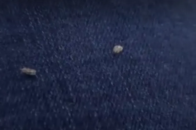 Tigrul platanului reinvadează Clujul! Clujenii, revoltați că balcoanele sunt din nou pline: „Mulțumim primăriei pentru copacii ‘importați’”