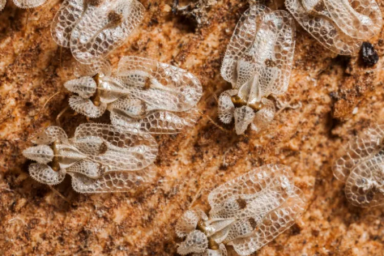 Clujul, invadat din nou de tigrul de platan! Locuitorii din Mărăști și Mănăștur sunt disperați: „E strigător la cer / Situația a scăpat de sub control”