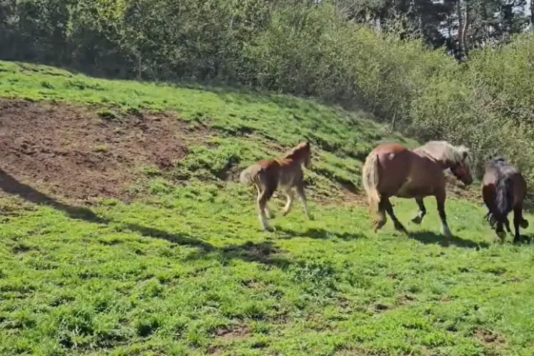 Cluj- Caii furați dintr-un grajd din Florești valorează 10.000 de euro! Polițiștii au început cercetările / Iepele și mânzul, duși prin pădure până la A3