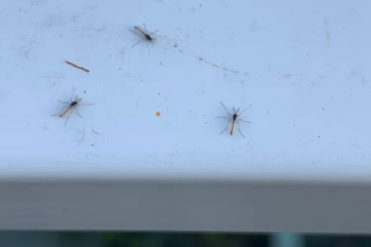 Clujenii se tem să mai iasă din case din cauza insectelor! Le e frică să se îmbolnăvească: ,,Prezintă riscuri reale, mai ales în cazul copiilor”