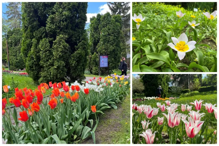 Destinație perfectă de vizitat în minivacanța de 1 Mai! Grădina Botanică din Cluj trece la programul de vară FOTO 