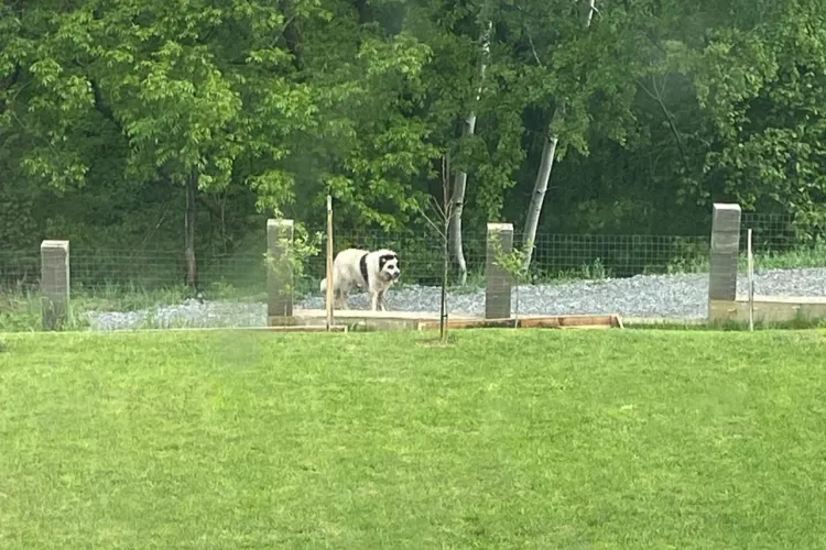 VIDEO Ți se rupe sufletul! Câine cu un comportament straniu, surprins în fața unei case din Cluj: „Pare bolnav, se învârte în cerc și pare leșinat”