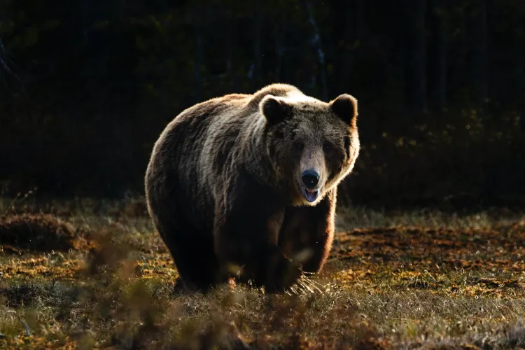 Alertă în Cluj! Un urs a fost văzut într-o localitate din județ. Un muncitor din zonă a reușit să-l filmeze VIDEO