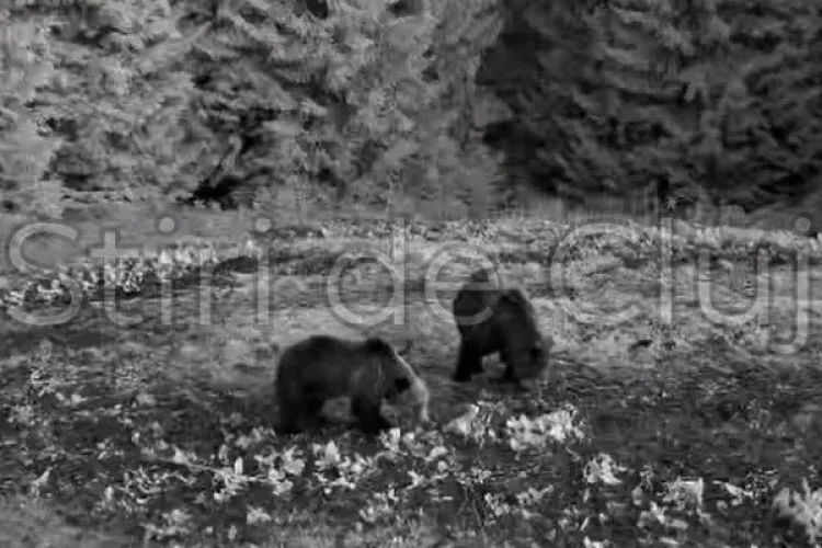 VIDEO Spectacol rar în pădurile Clujului! Doi urși fermecători, surprinși într-un moment de relaxare totală. Parcă sunt dintr-un film animat