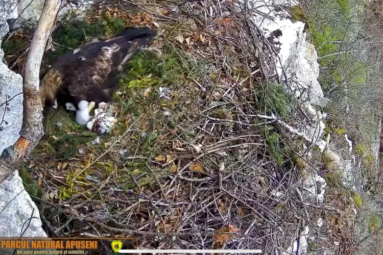 Doi puișori de acvilă, imagini chiar după naștere! Înregistrare inedită cu puișorii, surprinsă de camerele live VIDEO