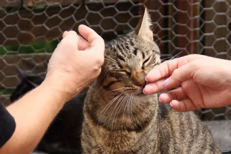 Veste bună pentru iubitorii de animale din Cluj-Napoca! Sterilizare GRATUITĂ pentru câini și pisici. Pot fi sterilizate și pisicile fără adăpost