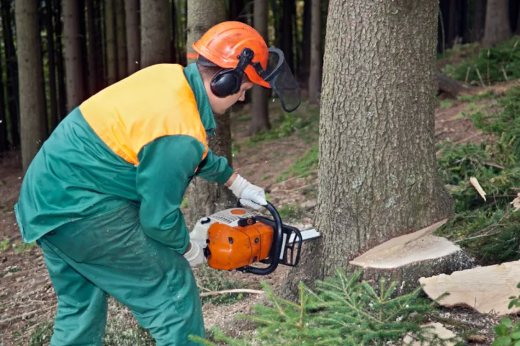 Un clujean s-a apucat de tăiat ilegal arbori cu nemiluita: 28 de copaci doborâți într-o singură zi! Nu prea i-au fost de folos