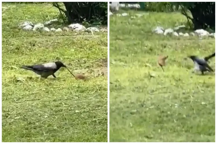 Luptă neobișnuită surprinsă într-un parc din Cluj-Napoca : O cioară și un șobolan, protagoniștii unui duel intens VIDEO