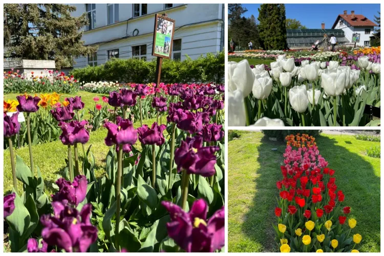 Explozie de culori la Grădina Botanică din Cluj! Vizitatorii se pot bucura de 200 de soiuri de lalele, inclusiv unul cu semnificație istorică FOTO 