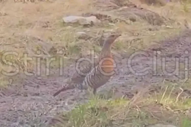 Apariție rară în Apuseni! Găina cocoșului de munte, filmată într-un peisaj ce pare pictat, în pădurile Clujului / S-a lăsat admirată câteva clipe