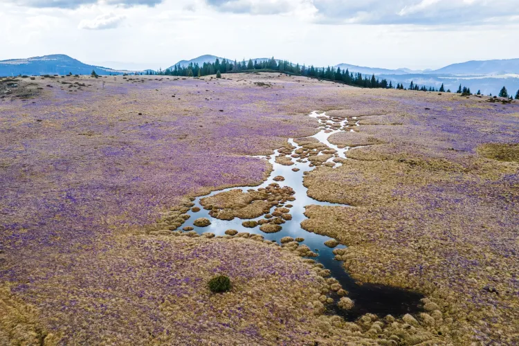Imagini magice din Apuseni! Un fenomen spectaculos, care transformă totul într-un paradis mov, are loc în fiecare primăvară, dar puțini știu de el