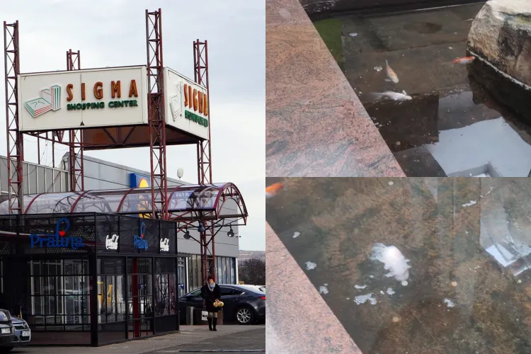 „Fântâna groazei” în Cluj-Napoca! Peștii sunt ținuți în mizerie totală într-un centru comercial: „Își duc întregul trai în jeg”