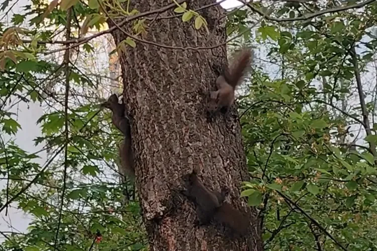 VIDEO Cluj: Moment adorabil surprins în cartierul Gheorgheni! Mai multe veverițe jucăușe, filmate în timp ce „dansau” într-un copac