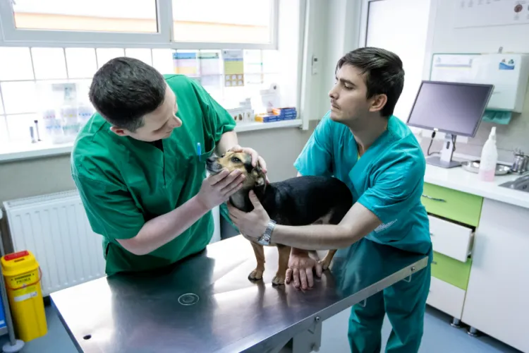 Medicii veterinari batjocoriți de autorități: Vor fi plătiți cu tarife din anul 2013