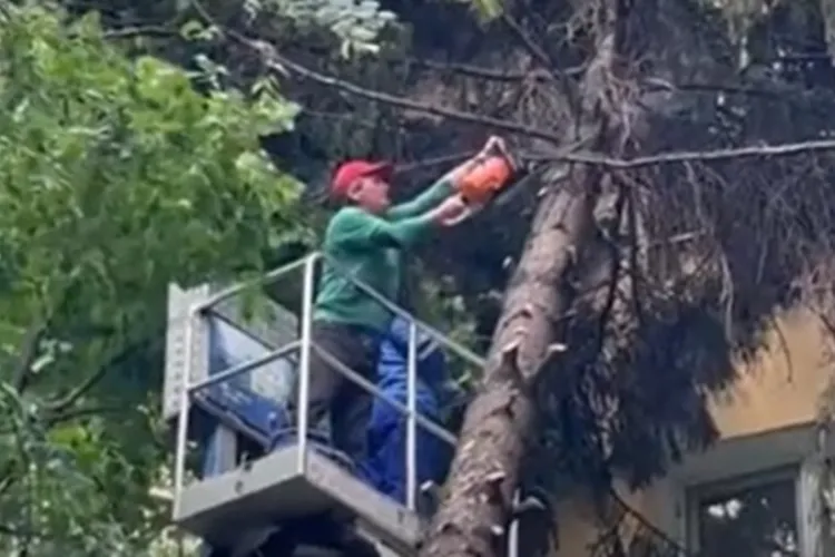Pericol major ignorat lângă un bloc din Cluj-Napoca din cauza unui copac! Locatarii avertizează: „Risc iminent de incendiu!”