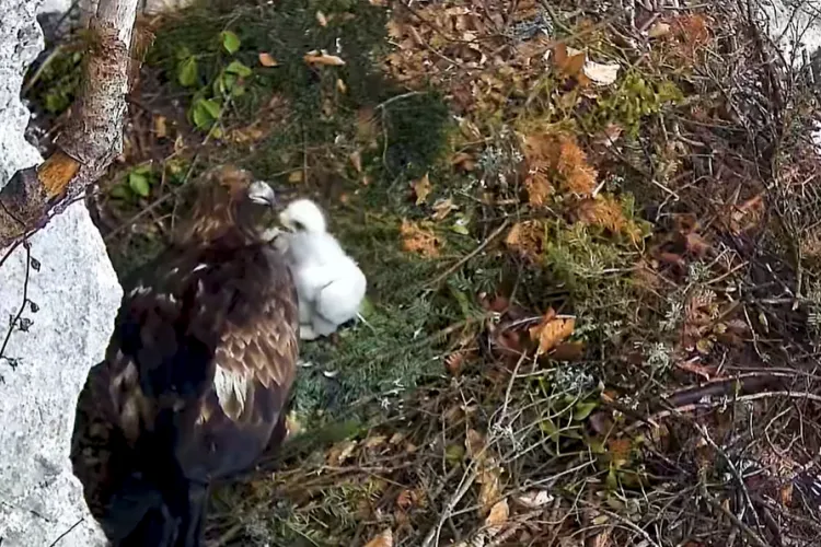 Imagini spectaculoase din Apuseni! Acvila de munte, surprinsă în timp ce își hrănește puiul: „Îi oferă hrană variată, constând în specii de păsări” VIDEO