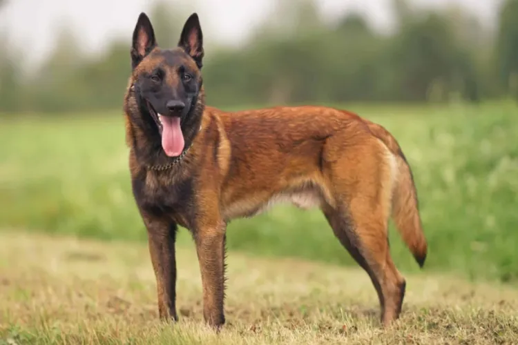 Pericol pe străzile dintr-un cartier din Cluj. Oamenii reclamă apariția unor câini agresivi în zona Selgros: „Copiii pe biciclete sunt fugăriți”