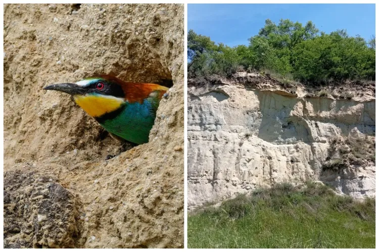 Descoperă Clujul! Dealul cu prigorii, minunea din Corușu. Păsările cu pene viu colorate fac spectacol pe cer FOTO 