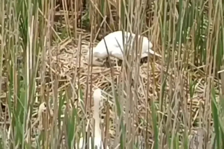 VIDEO Imagini înduioșătoare de pe Someș: Lebedele de la Cluj au devenit „părinți”! E impresionant cu câtă iubire își ocrotesc ghemotoacele pufoase