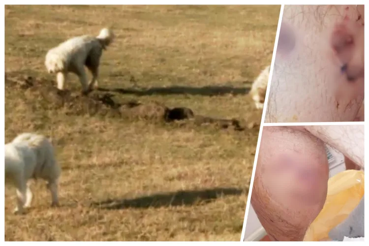 Proprietarul câinilor agresivi, care au atacat un tată din Florești ce își proteja fiica de 6 ani, a fost găsit. Poliția a început cercetările FOTO