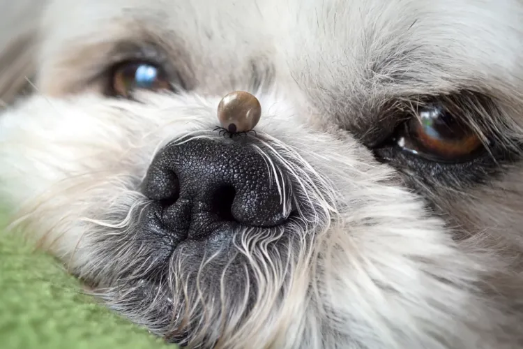 Pericol în Cluj-Napoca! Căpușele au pus stăpânire pe oraș: „Este plin peste tot” 