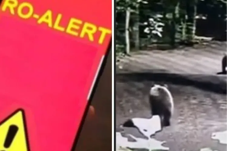 VIDEO. Alertă de gradul zero! Urșii s-au întors și pot ataca oricând! S-a emis RO-ALERT 