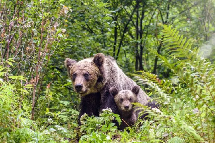 Alertă într-o localitate din Cluj: O ursoaică cu pui a ajuns lângă casele oamenilor VIDEO