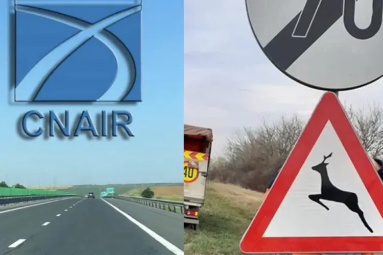 Judecătorii din Cluj au decis! CNAIR va plăti 4.500 de euro unui șofer care a accidentat o căprioară / Animalul sălbatic i-a apărut brusc în față