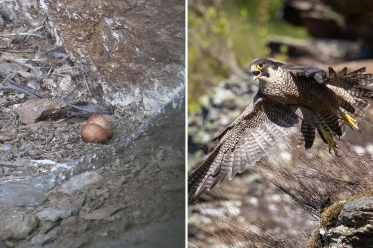 Miracol al naturii, surprins în Apuseni! Imagini rare dintr-un cuib de șoim călător: „Sunt martorii tăcuți ai unui nou început” FOTO