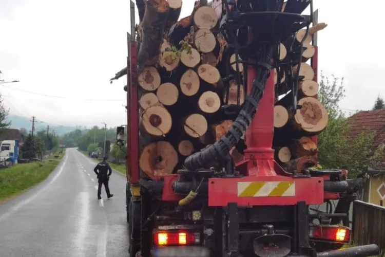 Lovitură dură pentru afacerile ilegale cu lemne din Cluj! S-a lăsat cu mașini ridicate și sancțiuni de peste 35.000 de lei