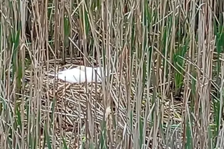 VIDEO Imagini adorabile de pe Someș, la Cluj! Lebedele se pregătesc să devină părinți: Imediat apar ghemotoacele pufoase 