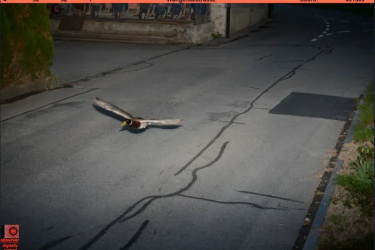 O rață „vitezomană” a șocat polițiștii de la rutieră. Au prins-o cu radarul „circulând” cu o viteză mult peste limita legală din zonă