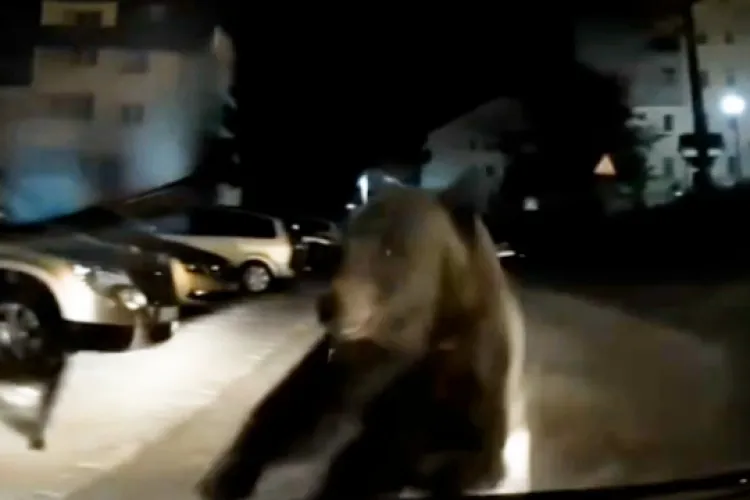 Urșii ies din pădure! O ursoaică cu trei pui a sărit pe o mașină în mers. Autoritățile au trimis mesaj RO-ALERT