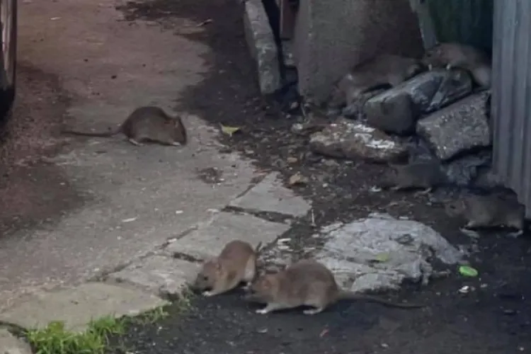 Locatarii unui bloc din Cluj-Napoca trăiesc un coșmar! Cer de urgență intervenția autorităților: „Au apărut din nou șobolanii” 