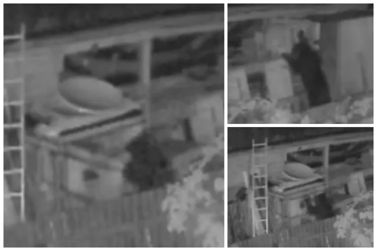 Urșii terorizează o localitate din Cluj! Animalele a ajuns în curțile oamenilor și au făcut prăpăd. Iepuri, găini și oi, ucise de fiare VIDEO 