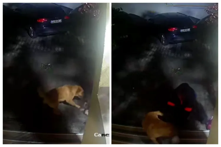 Anchetă în Florești: Clujeanca al cărei cățel a murit sfâșiat de doi câini mari, când ieșea cu fiul ei din scara blocului, a depus plângere VIDEO 