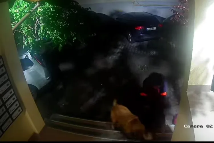 Un adolescent clujean care își scotea cățelușul la plimbare, atacat de doi câini mari la ieșirea din scara blocului în Florești. Bichonul a murit VIDEO