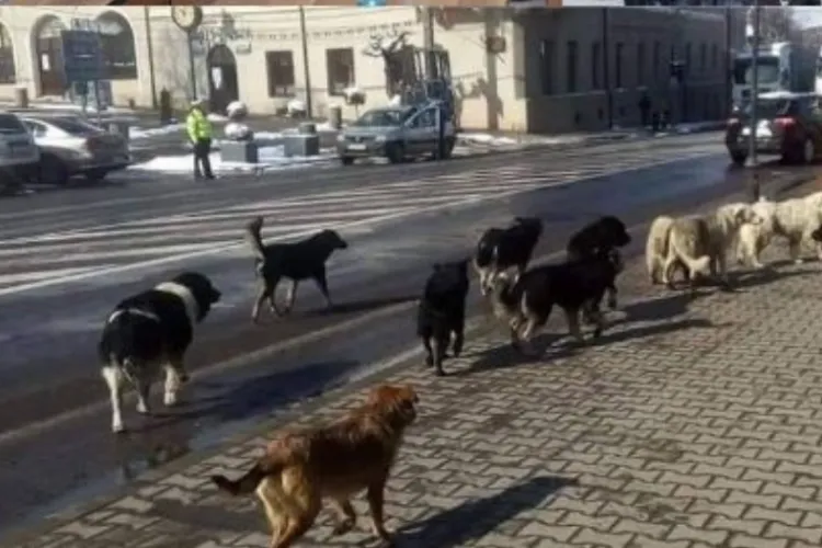 Acuzații GRAVE la o primărie din Cluj și suspiciuni de licitații aranjate: Câinii vagabonzi rămân pe străzi, după 3 licitații cu ZERO ofertanți 