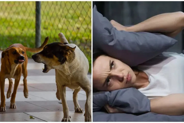 Locuitorii din Cluj cer liniște: „Nu este normal!” să suporte lătratul câinilor. Cer măsuri imediate din partea autorităților