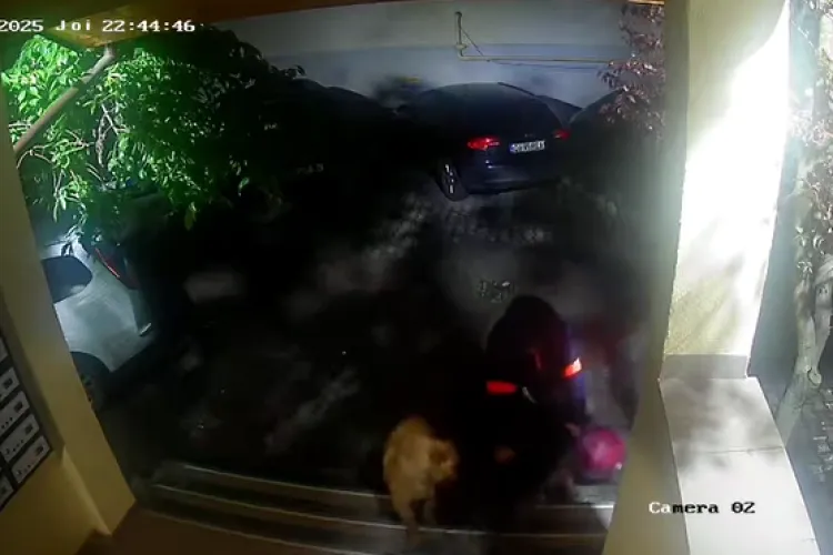 UPDATE: Cățeluș plimbat de un băiat, ucis de câini scăpați în Florești. Proprietarul a fost identificat. Familia băiatului face demersuri legale VIDEO