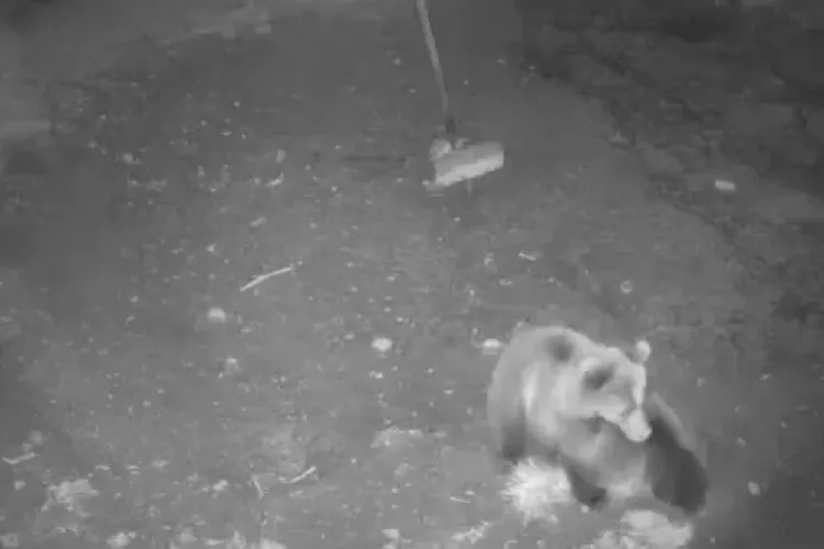 Moment rar și spectaculos în pădurile Clujului: Doi urși filmați în timpul unui ritual de împerechere: „Iubirea plutește în aer” VIDEO