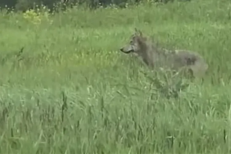 Lup filmat de aproape, în timp ce dă târcoale la intrarea într-o localitate din Cluj. Oamenii se tem acum că s-ar putea trezi cu el în curți VIDEO
