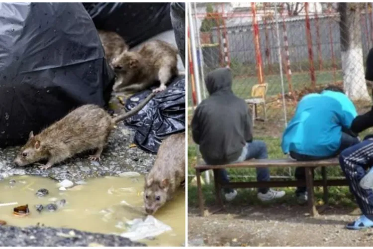 Focar de infecție în Cluj: șobolanii și oamenii străzii folosesc zona ca WC public. Locuitorii sunt EXASPERAȚI și se tem de un incendiu devastator