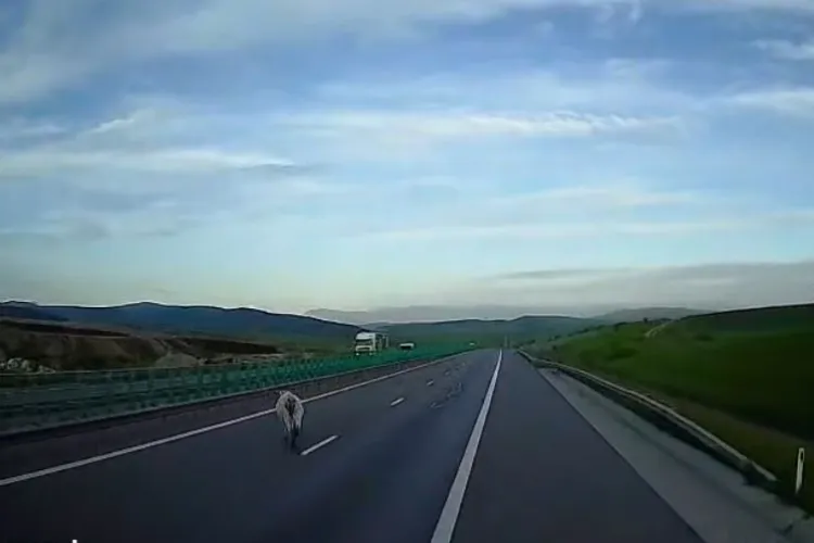 VIDEO Vacă filmată plimbându-se agale pe Autostrada Transilvania A3: „Acolo se circulă cu 130 km/h. Nu părea speriată de mașinile în viteză”