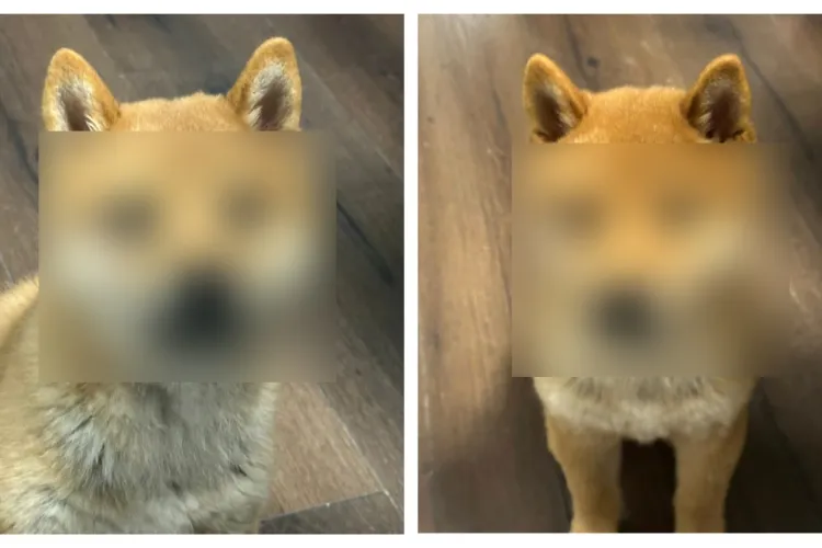 COȘMAR la un hotel canin din Cluj! Un pui de 3 luni, mutilat și traumatizat: „Tresare de frică dacă îl atingi”/„Câinele unui prieten a fost omorât” FOTO