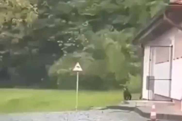 Urs filmat plimbându-se în campusul Universității de Medicină. Studenții mediciniști de la UMFST l-au surprins pe lângă cantină VIDEO