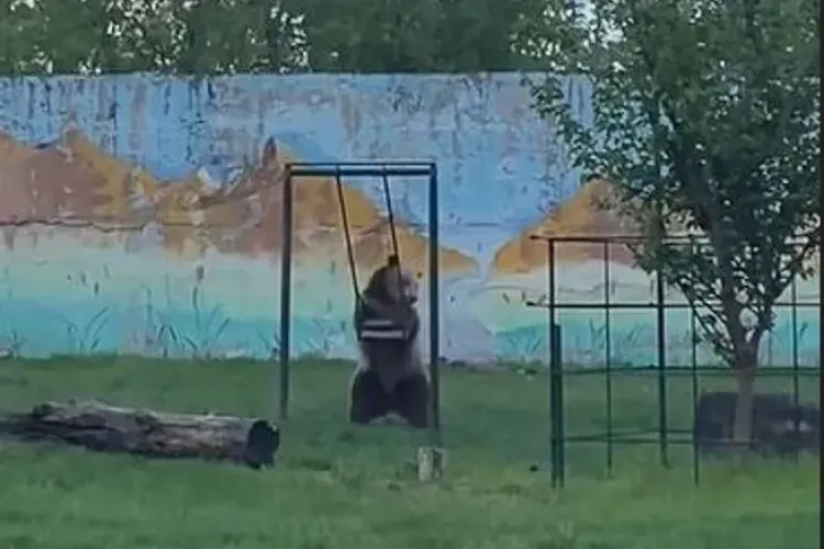 Imaginile care au amuzat toată România! O ursoaică și-a dus puiul la locul de joacă, iar bucuria acestuia e incredibilă VIDEO